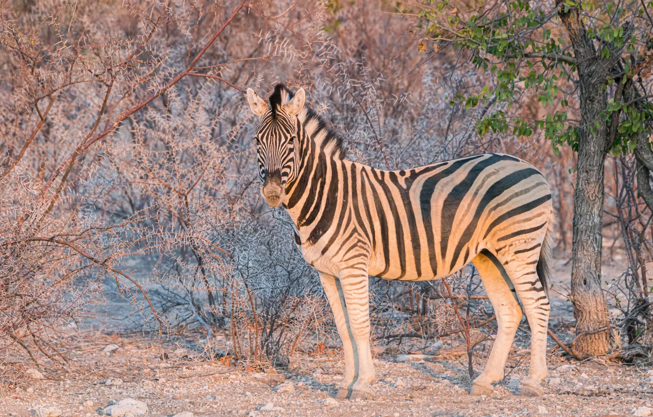 Photo wallpaper light, nature, Zebra