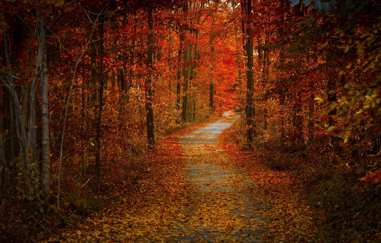Photo wallpaper road, autumn, nature