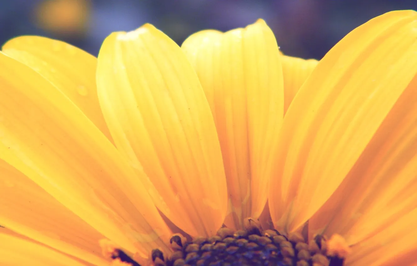 Photo wallpaper macro, sunflowers, yellow