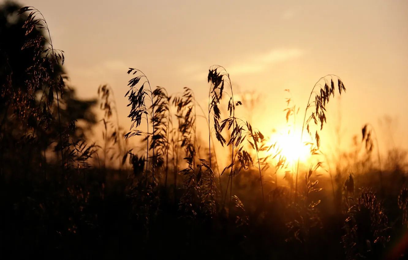 Photo wallpaper field, grass, light, nature