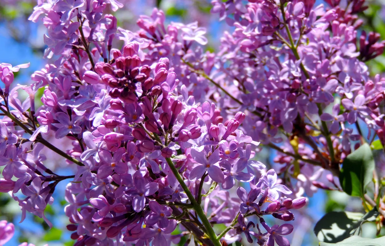 Photo wallpaper spring, petals, the bushes, lilac