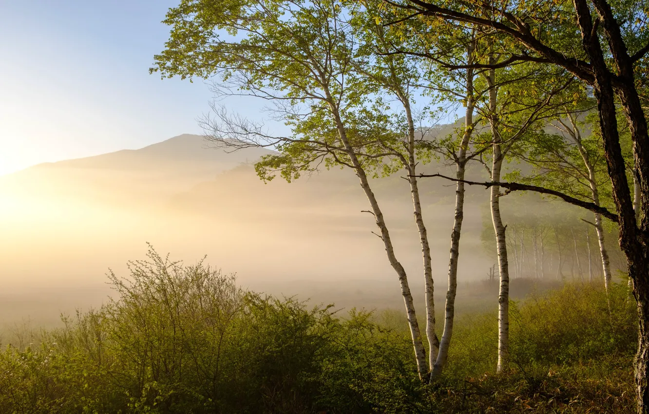 Photo wallpaper greens, forest, summer, trees, branches, nature, fog, dawn