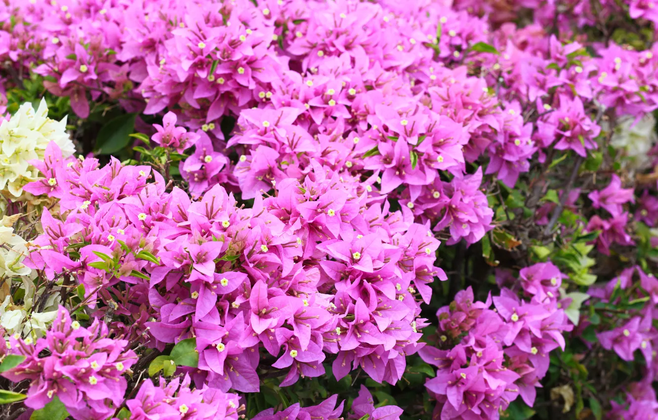 Photo wallpaper purple, flowers, flowers, bushes