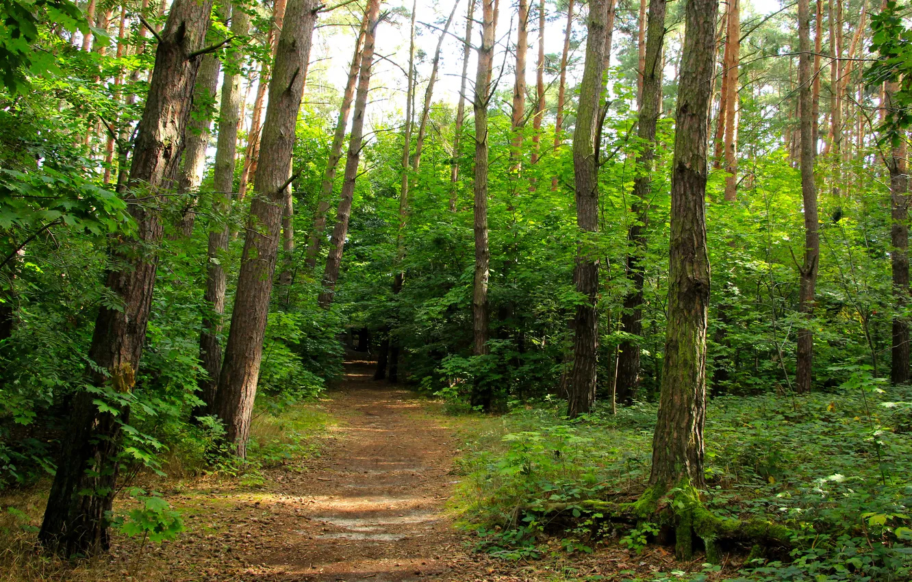 Photo wallpaper forest, trees, park, alley