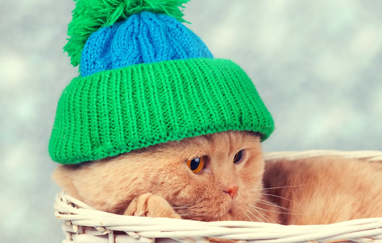 Photo wallpaper cat, cat, basket, hat