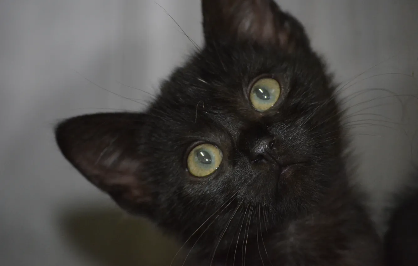 Photo wallpaper eyes, mustache, look, black, baby, ears, kitty, face