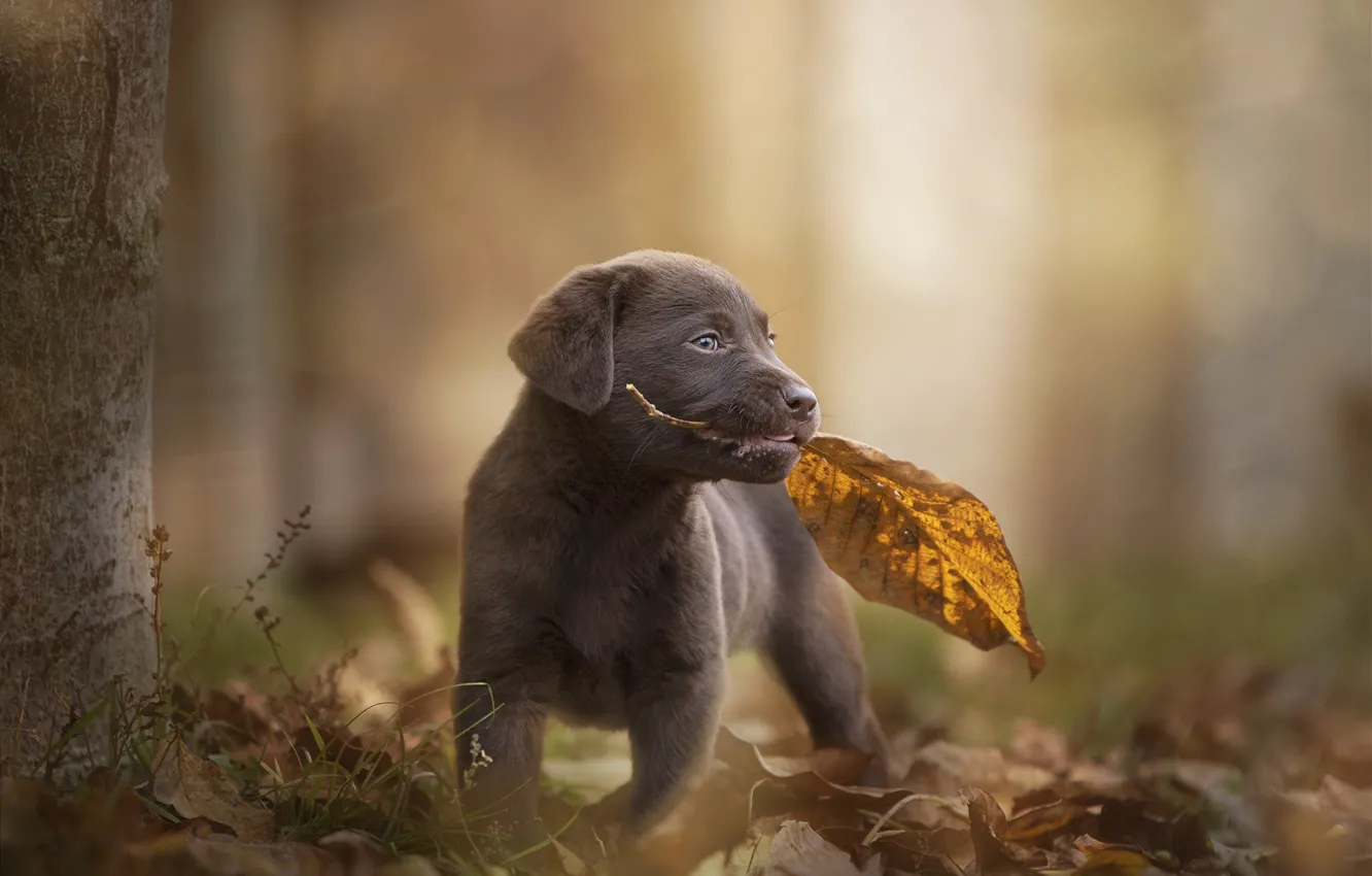 Photo wallpaper autumn, sheet, dog, baby, leaf, puppy, bokeh, doggie