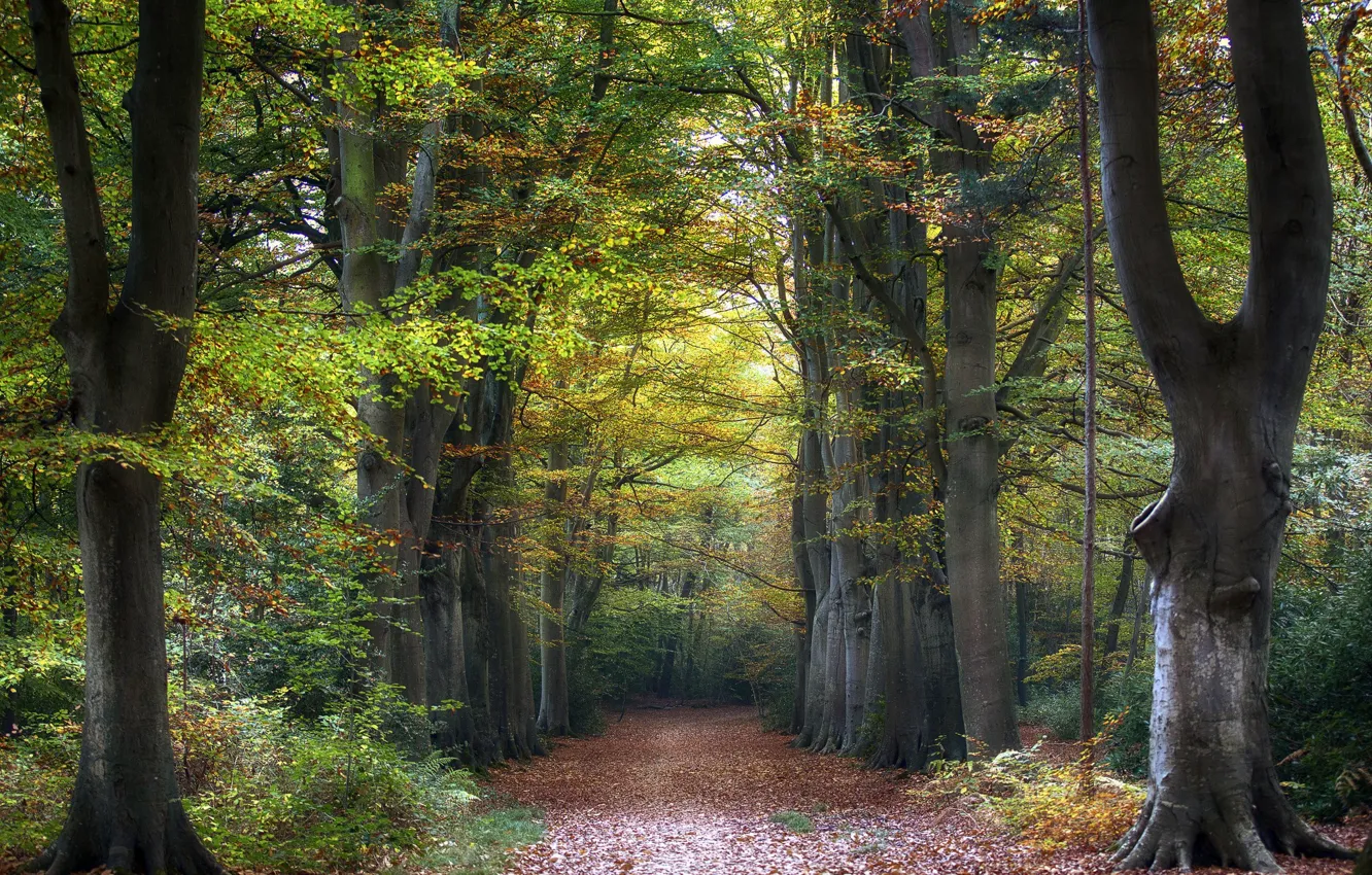 Photo wallpaper road, forest, trees