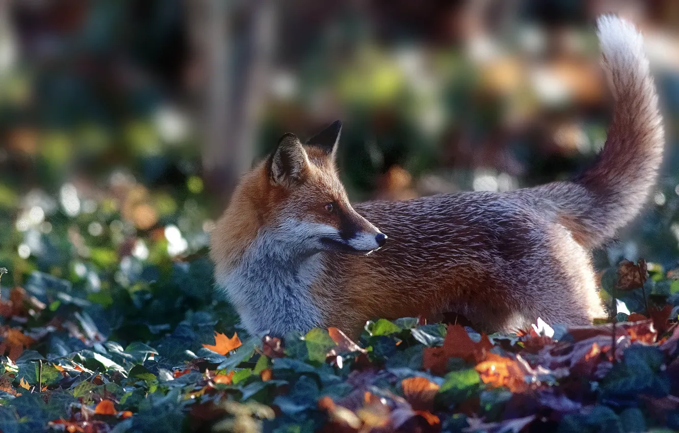 Photo wallpaper Fox, tail, red, bokeh
