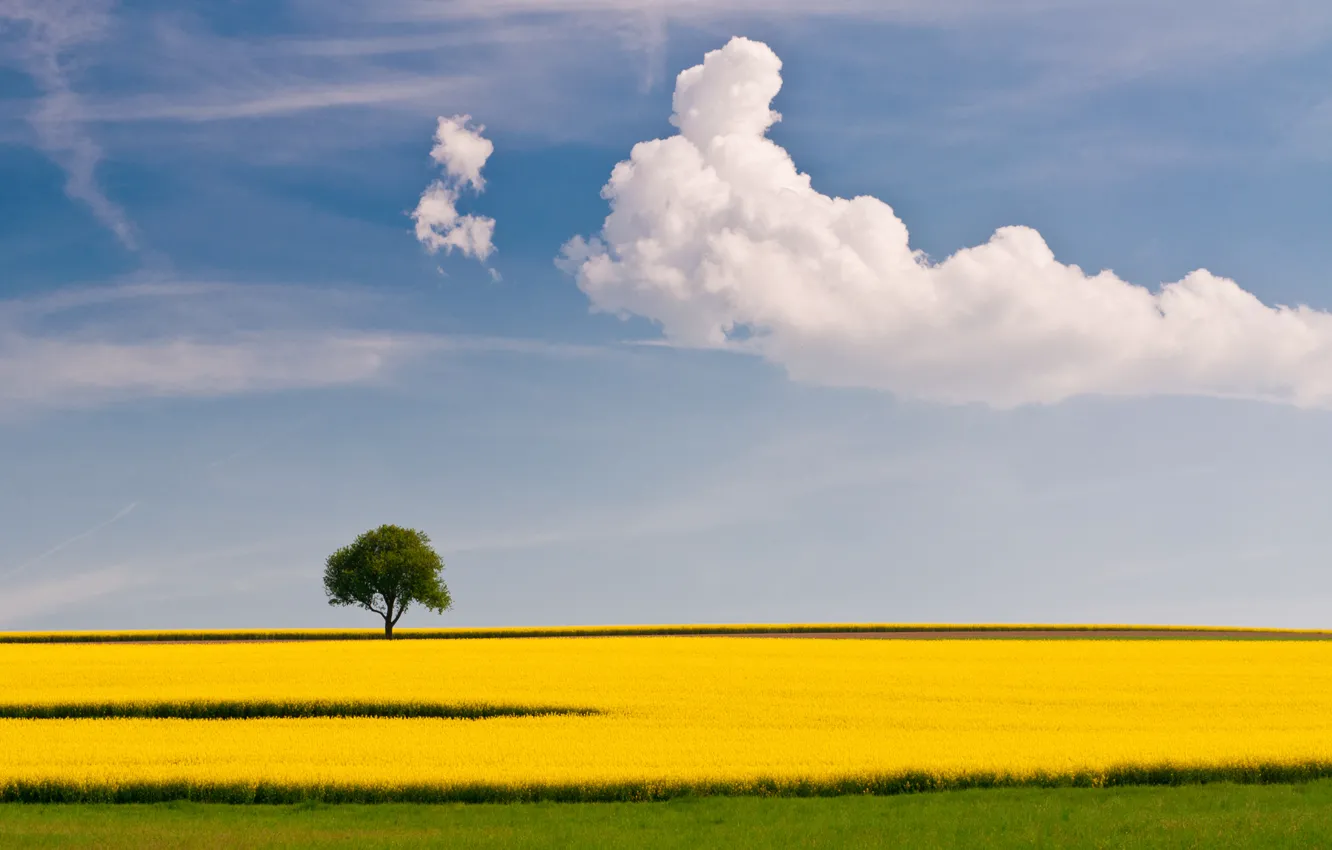 Photo wallpaper field, summer, the sky, clouds, trees, rape