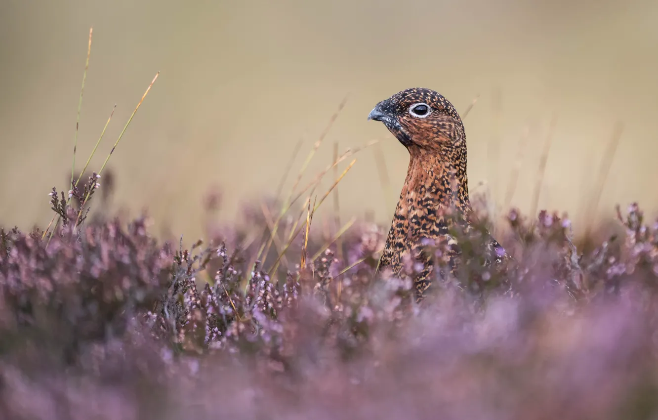 Photo wallpaper flowers, bird, portrait, partridge, Heather, quail, quail