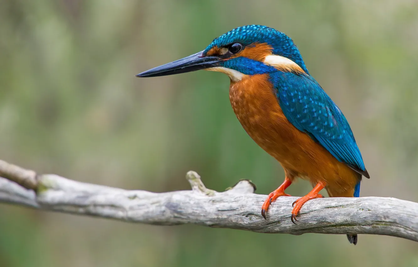 Photo wallpaper branches, bird, Kingfisher, kingfisher