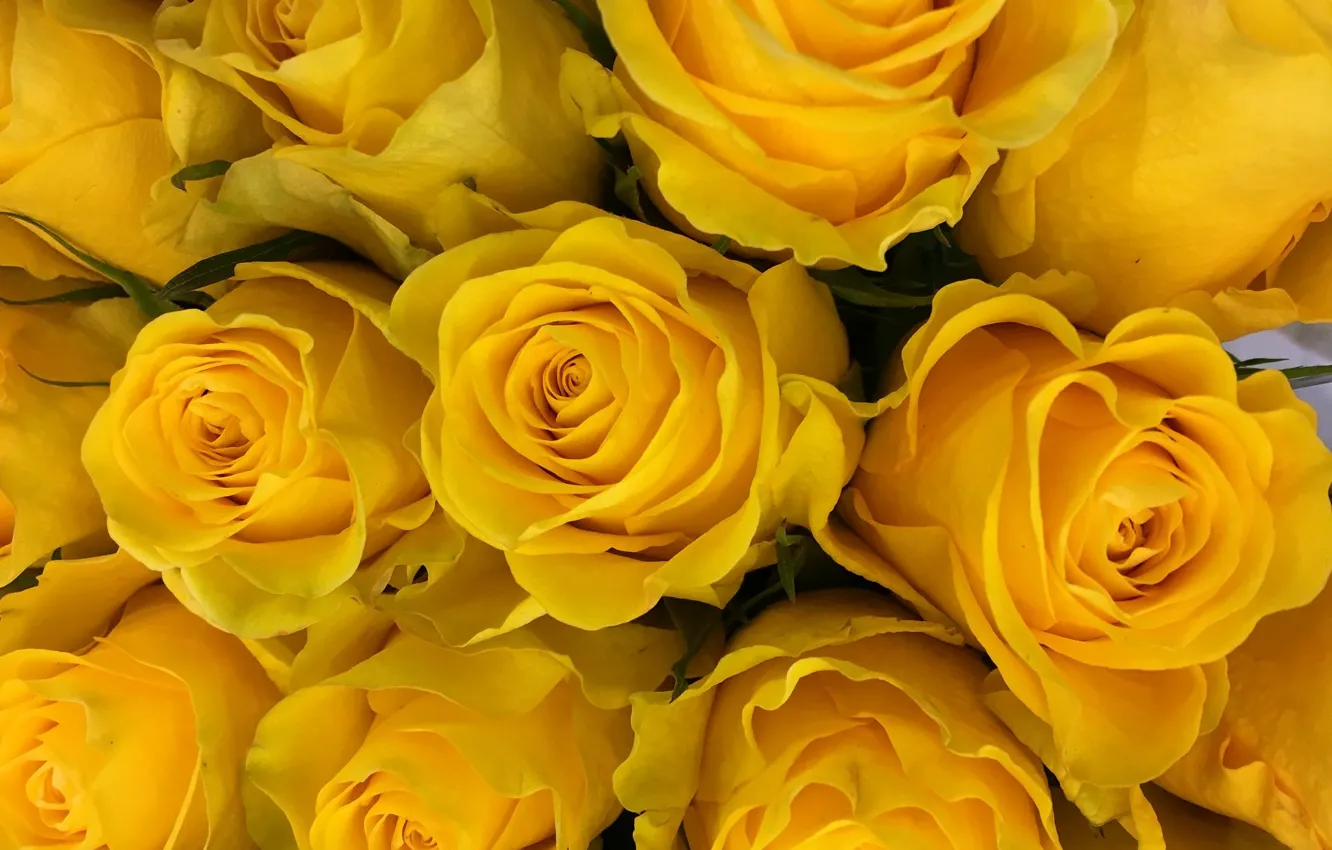 Photo wallpaper roses, bouquet, yellow roses