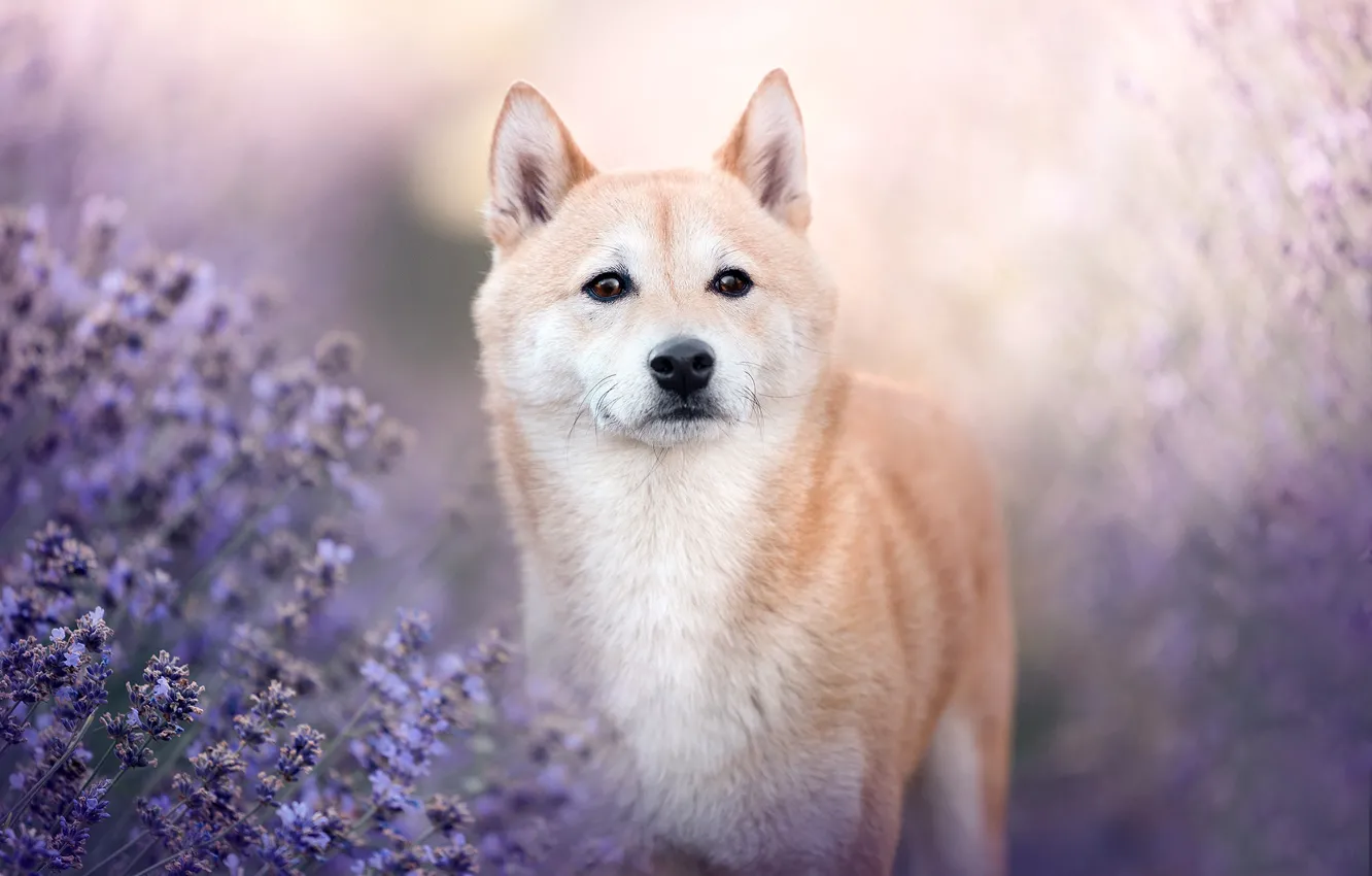 Photo wallpaper look, face, dog, lavender, Shiba inu