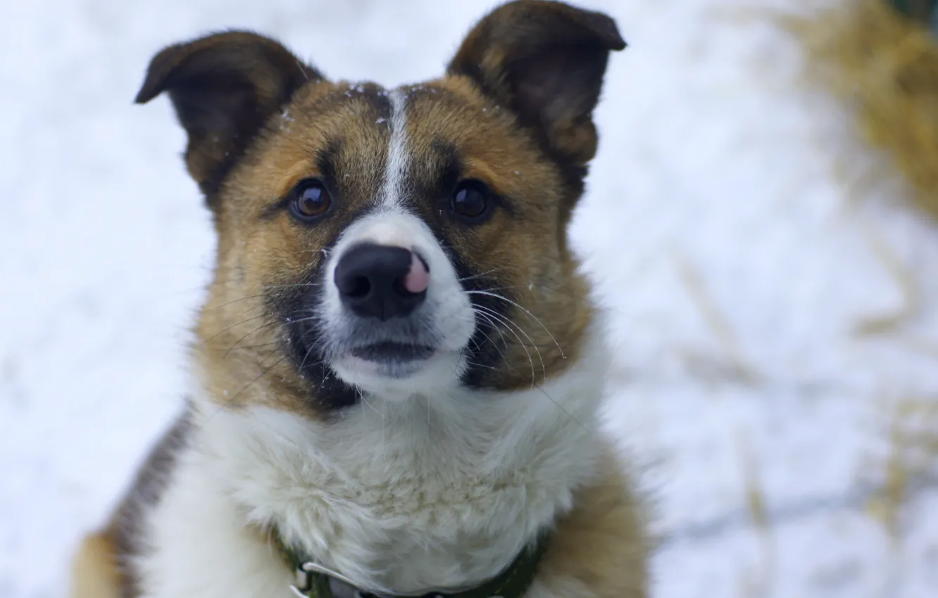 Photo wallpaper winter, mustache, devotion, dog, brown eyes