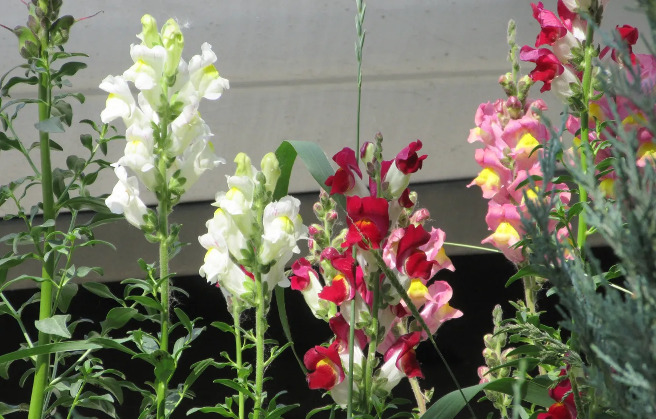 Photo wallpaper flowers, flowerbed, snapdragons, Meduzanol ©, Summer 2018