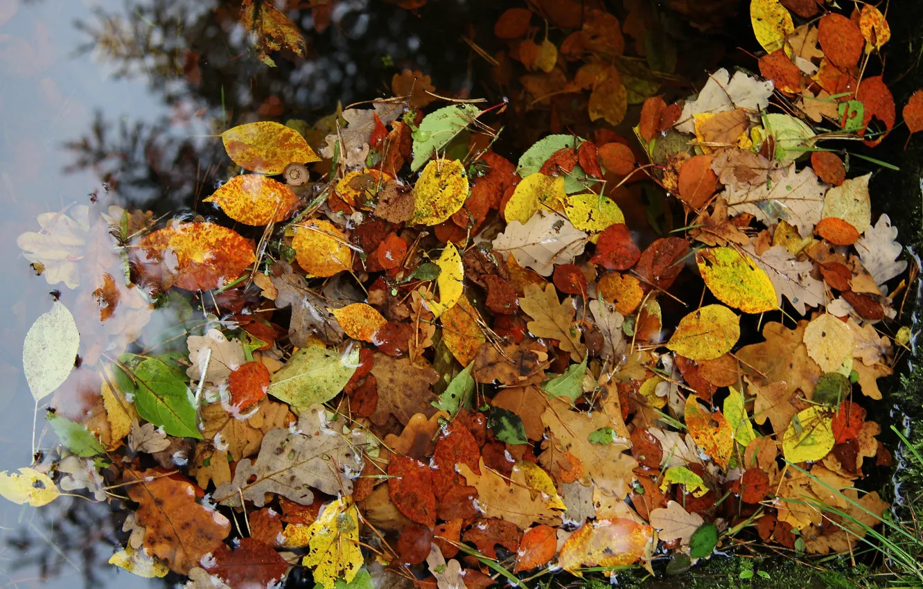 Photo wallpaper autumn, leaves, Wallpaper, wallpaper, wallpapers, beautiful Wallpaper, the leaves in the water