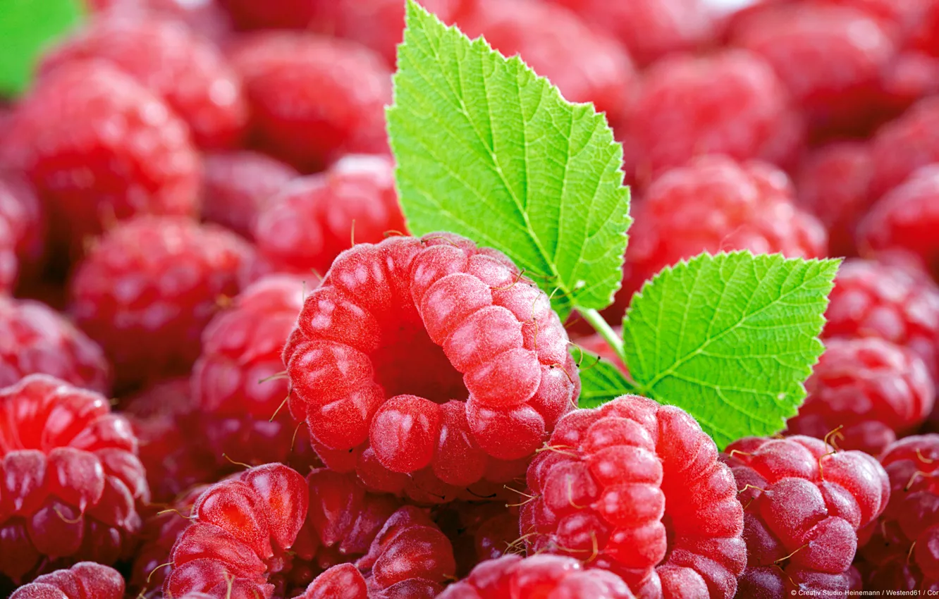 Photo wallpaper berries, raspberry, leaves