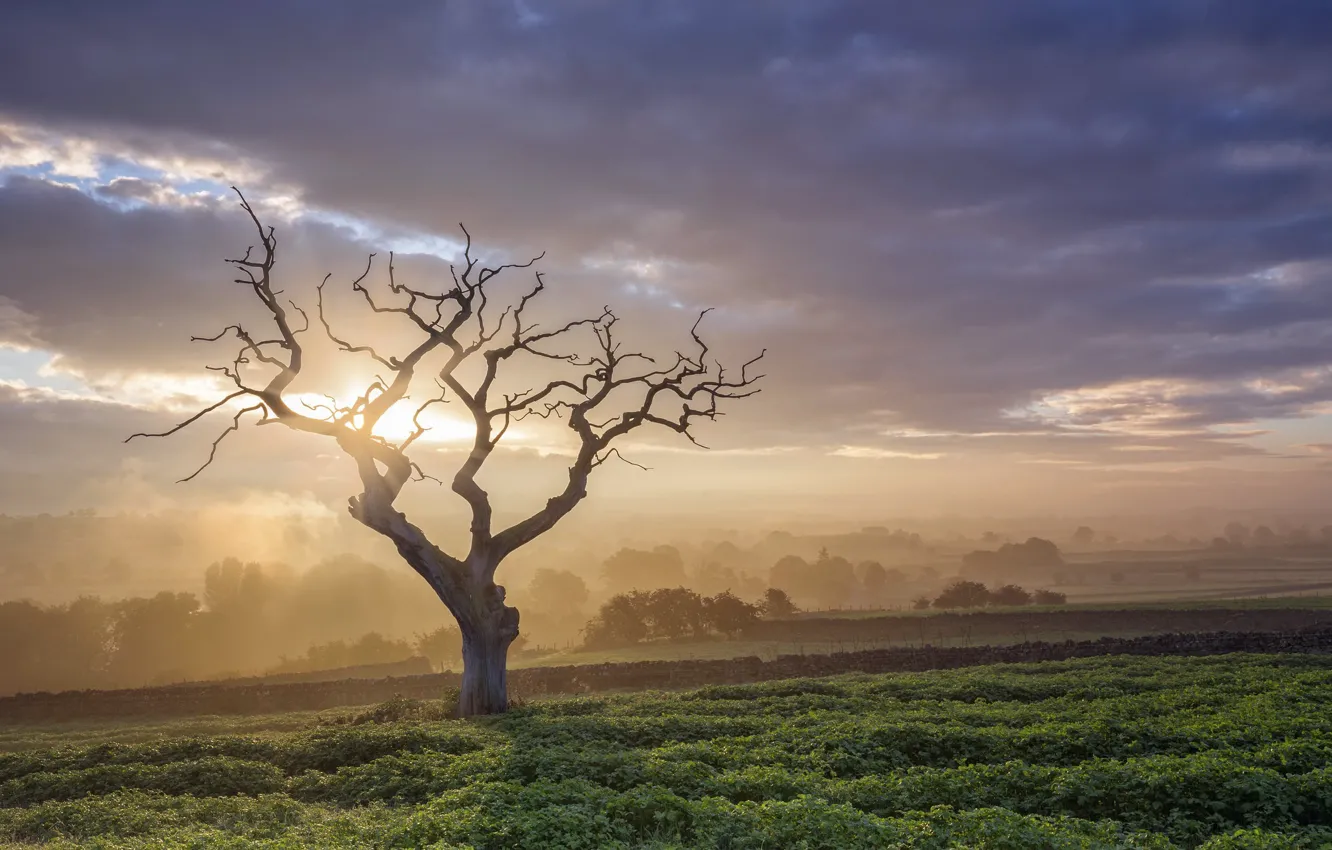 Photo wallpaper field, trees, sunset