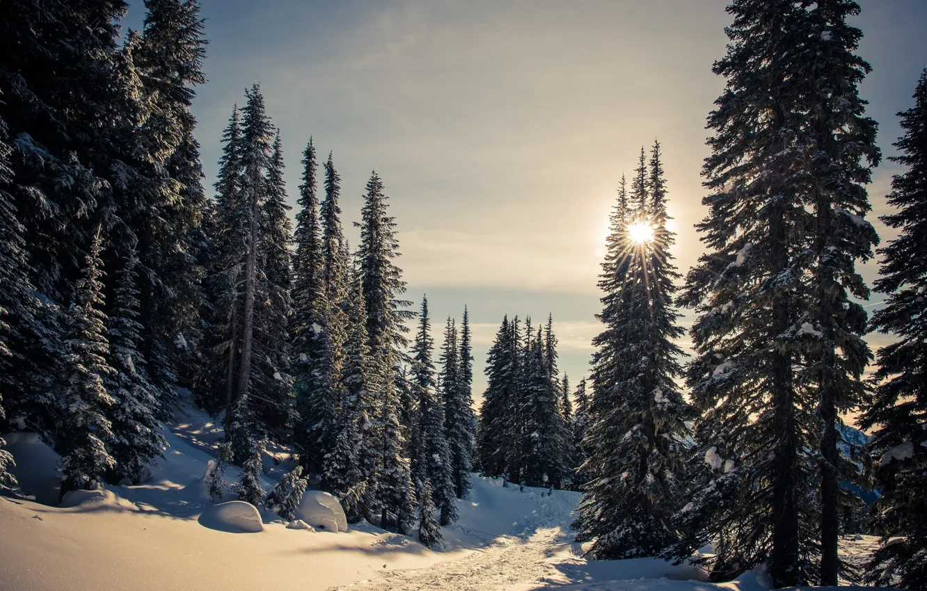 Photo wallpaper winter, forest, spruce forest