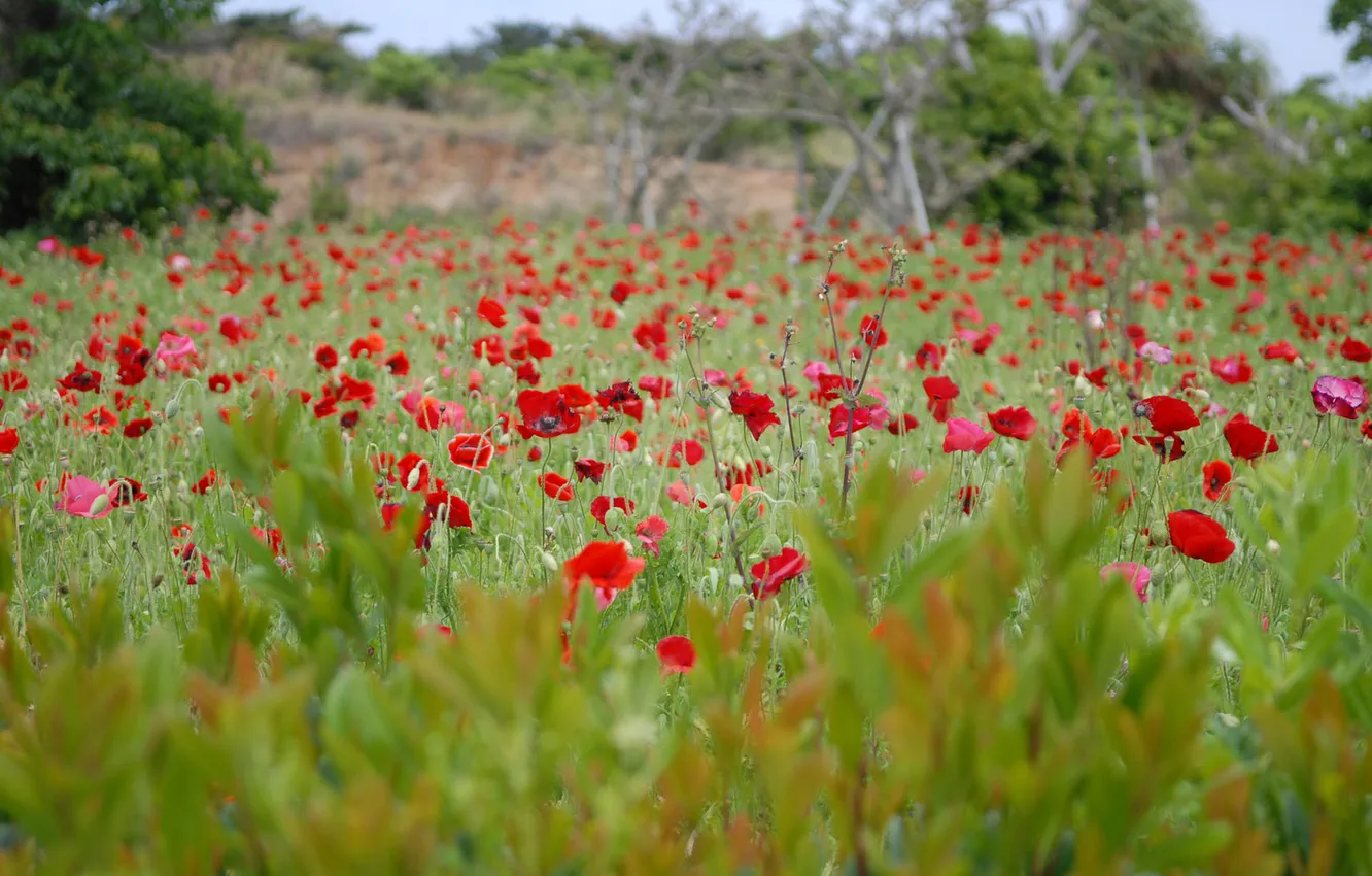Photo wallpaper field, flowers, Maki