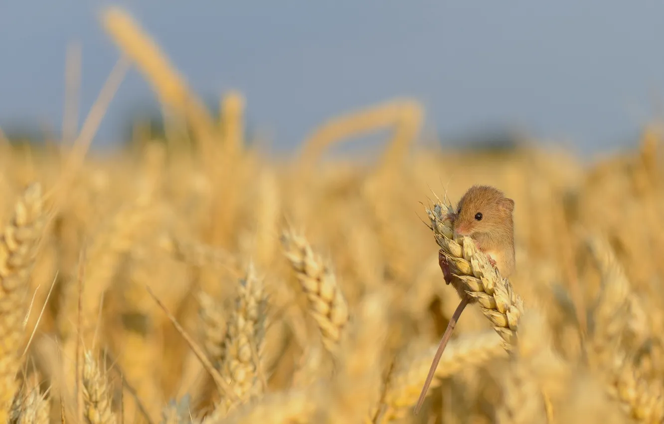 Photo wallpaper summer, nature, Harvest Mouse
