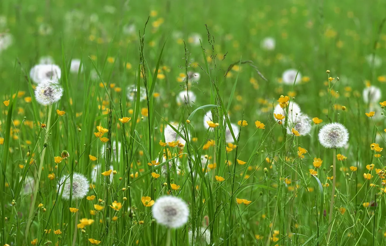 Photo wallpaper field, grass, flowers, dandelion