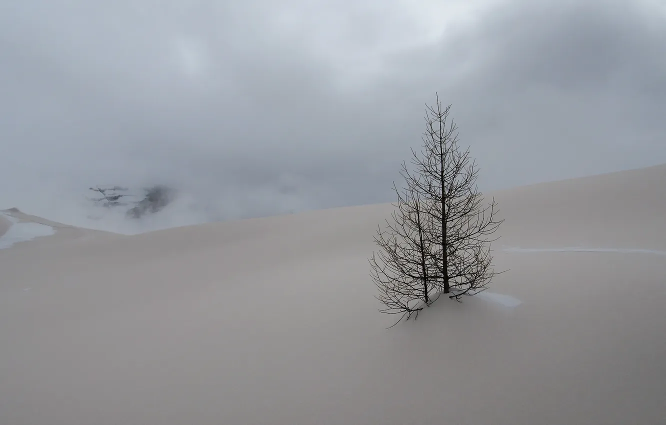 Photo wallpaper winter, snow, landscape, nature, tree