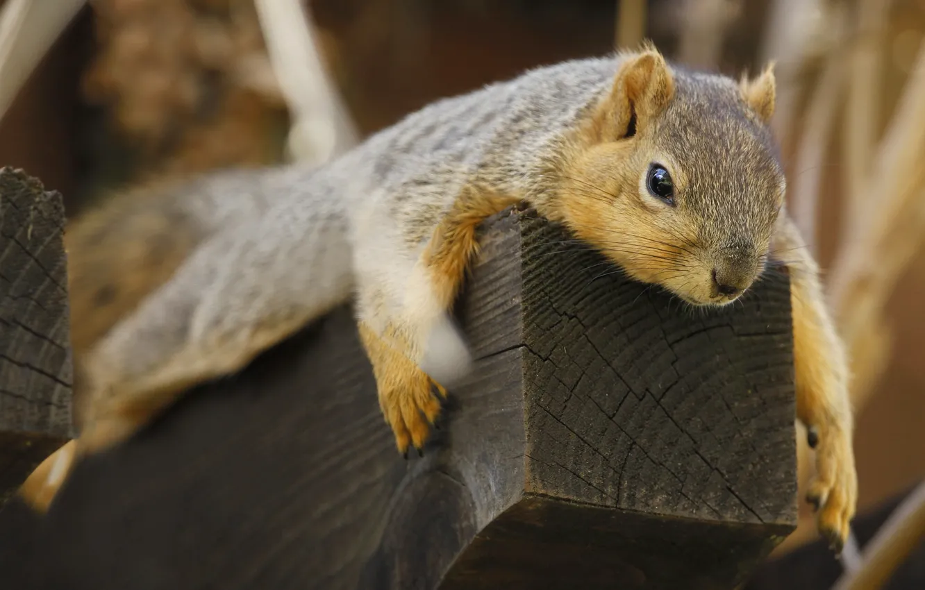 Photo wallpaper stay, protein, chill