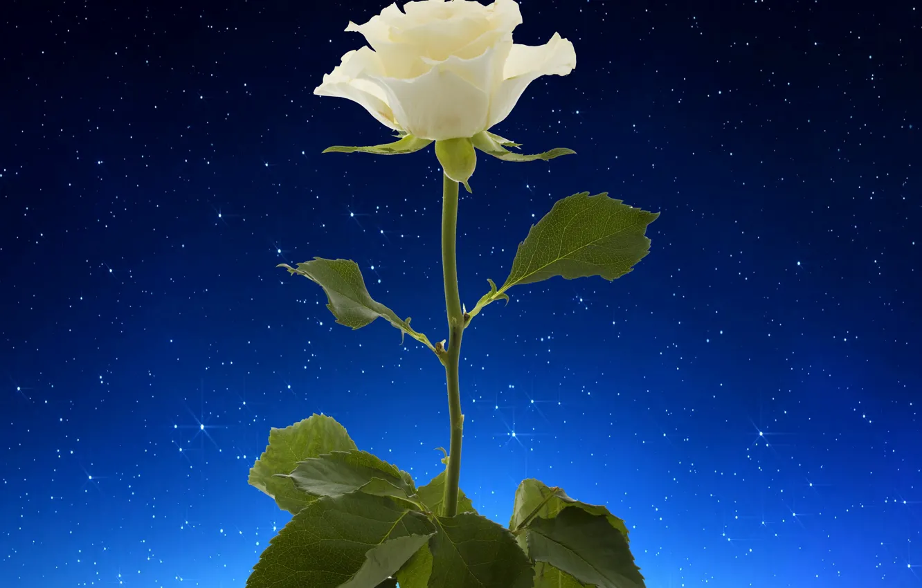 Photo wallpaper rose, white, flower, starry sky