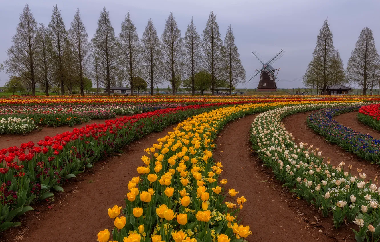 Photo wallpaper field, the sky, flowers, yellow, red, Park, strip, glade