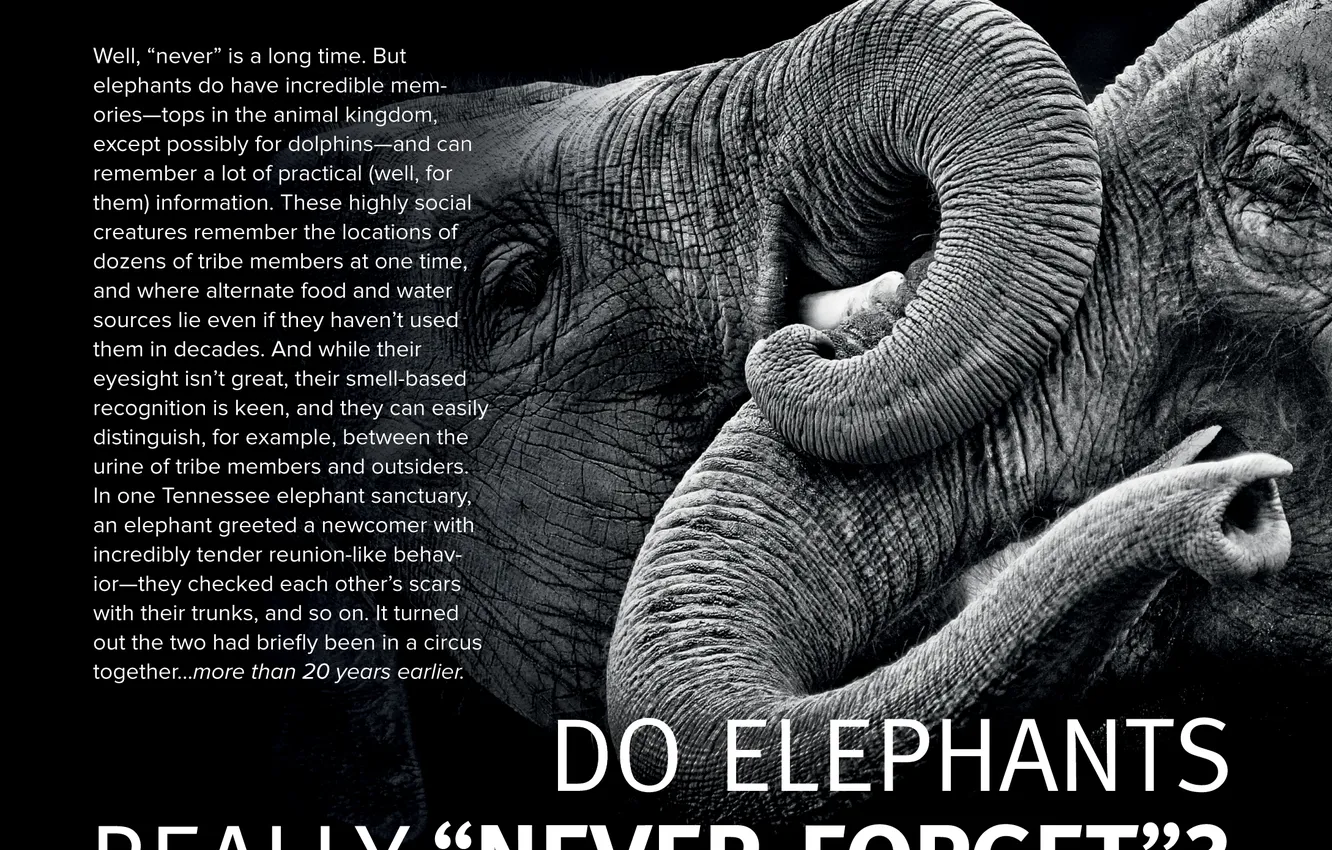 Photo wallpaper text, memory, elephant, informative