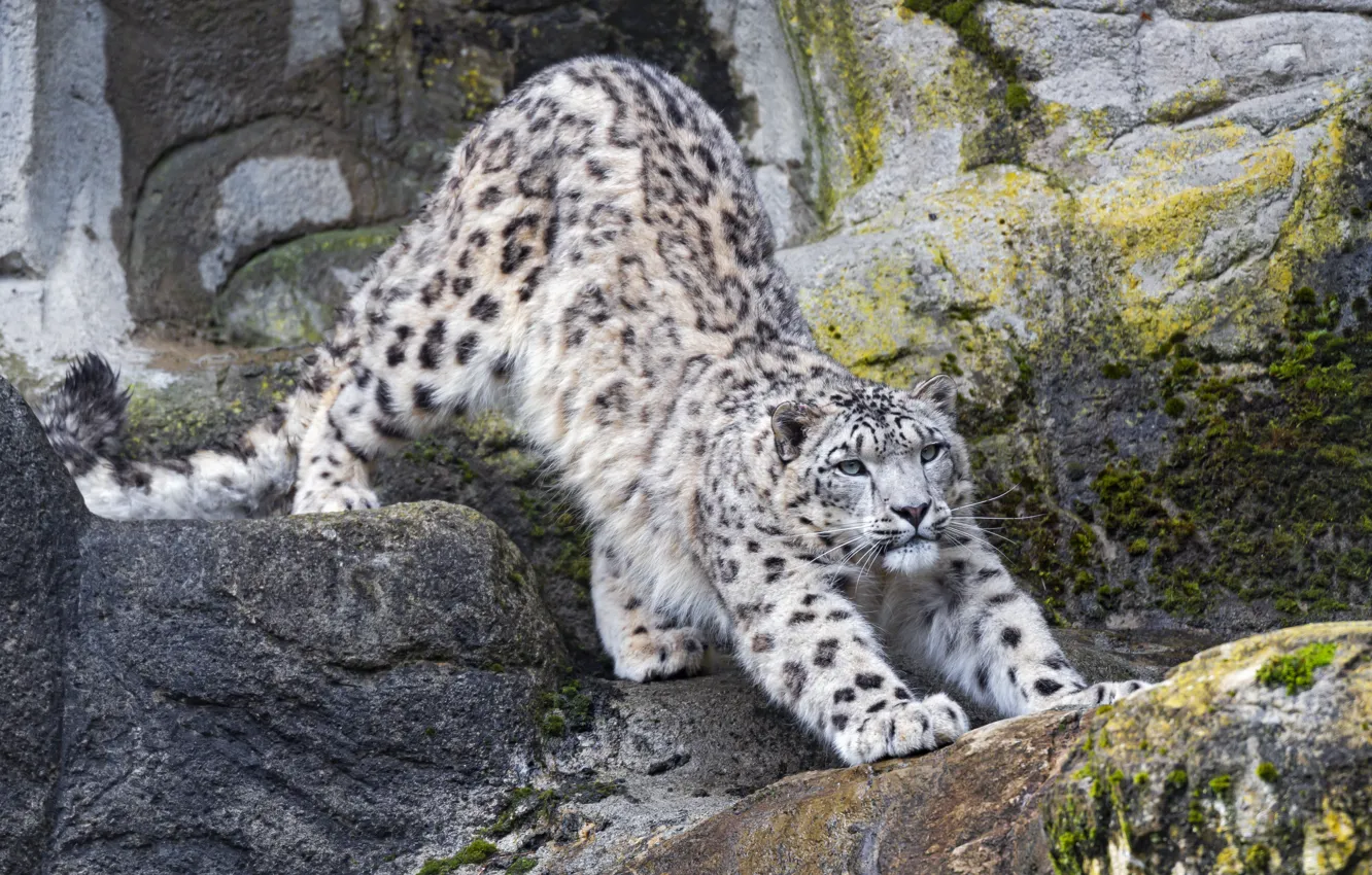 Photo wallpaper predator, IRBIS, snow leopard, potyagushki