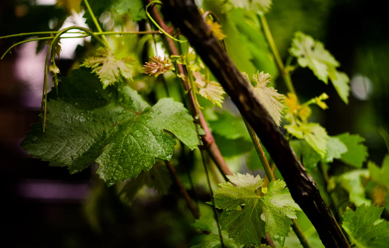 Photo wallpaper summer, drops, grapes