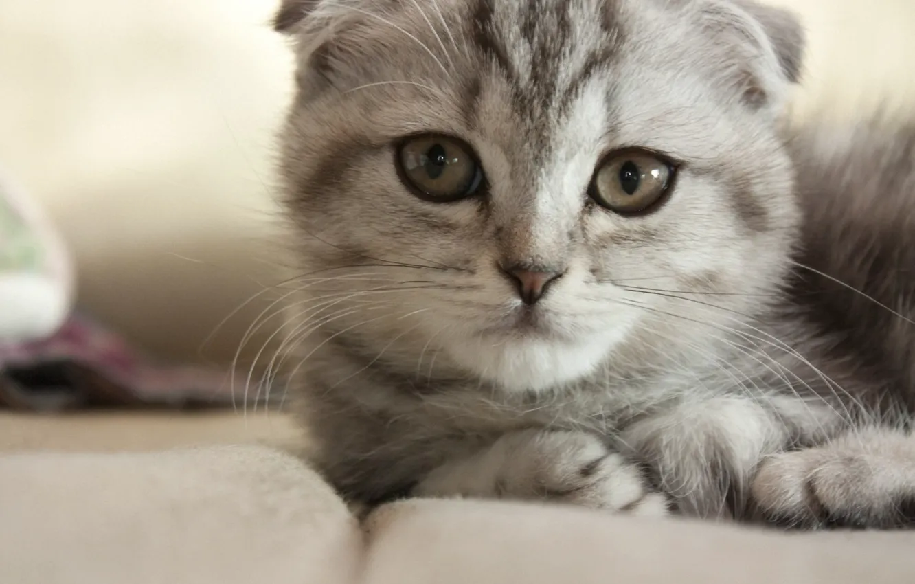 Photo wallpaper cat, cat, grey, muzzle, lying