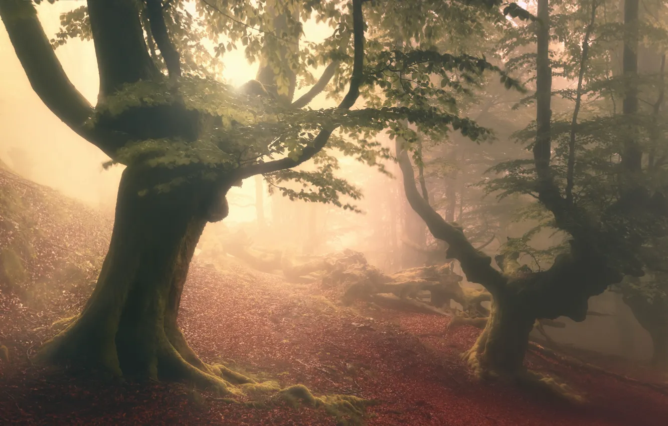 Photo wallpaper forest, trees, fog, haze, forest, trees, fog, haze