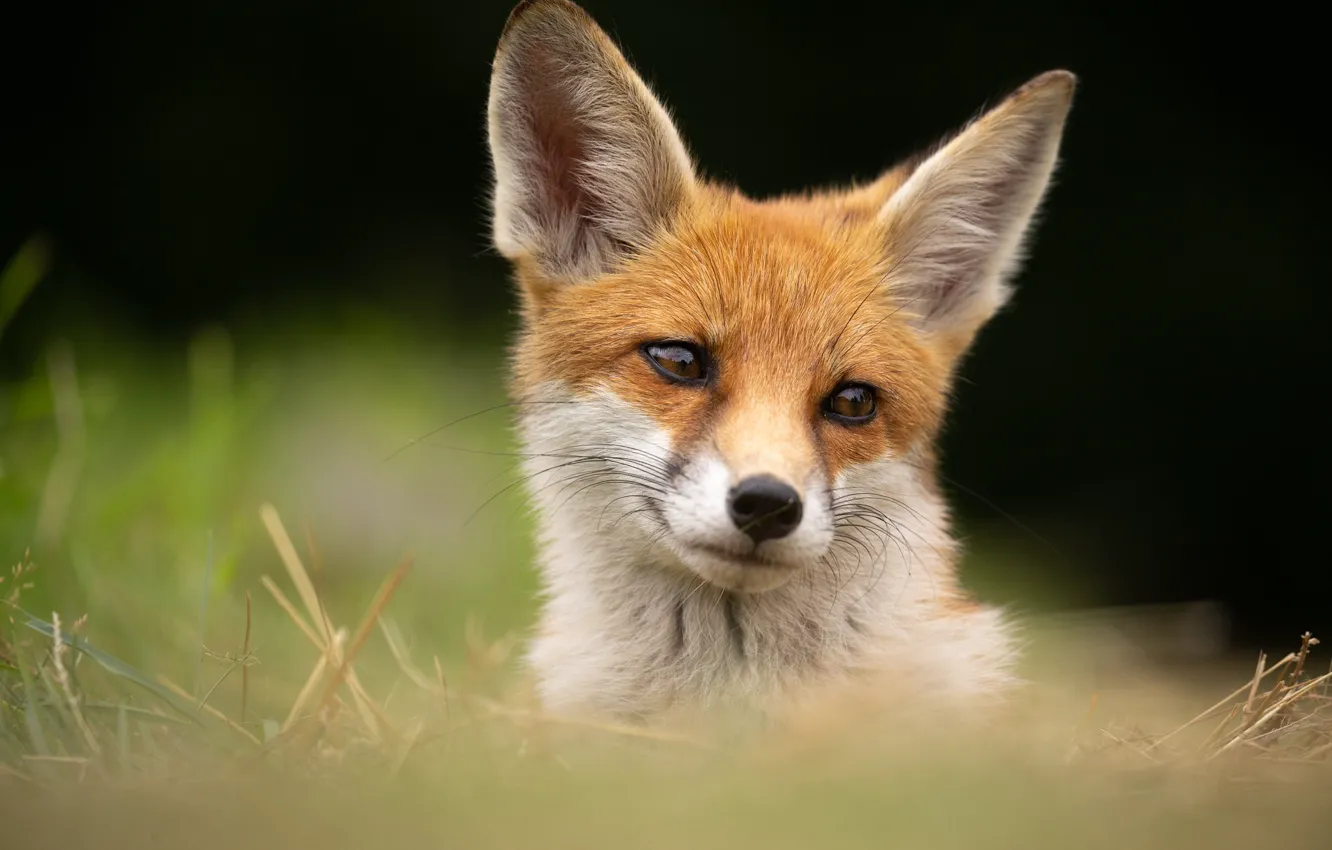 Photo wallpaper look, face, background, portrait, Fox, red, ears