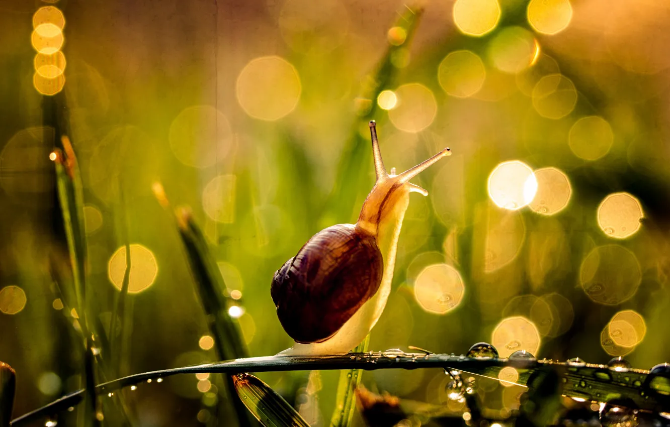 Photo wallpaper summer, grass, drops, macro, light, nature, pose, droplets