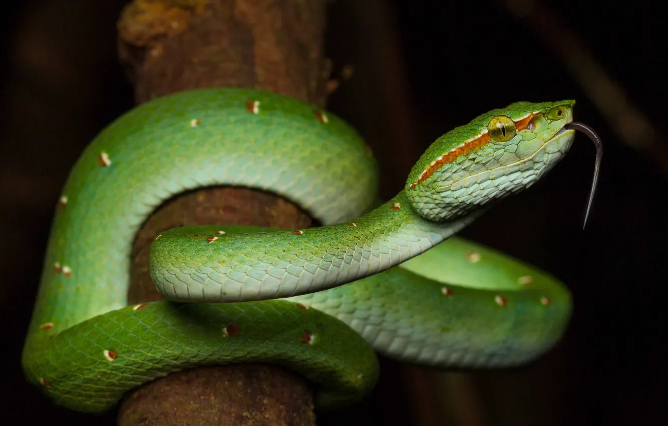 Photo wallpaper language, night, branches, snake