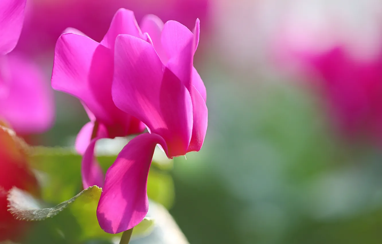 Photo wallpaper macro, flowers, blurry, cyclamen, pink-purple
