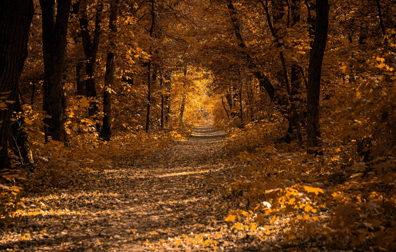 Photo wallpaper photo, Nature, Autumn, Trees, Forest, Leaves, Trail