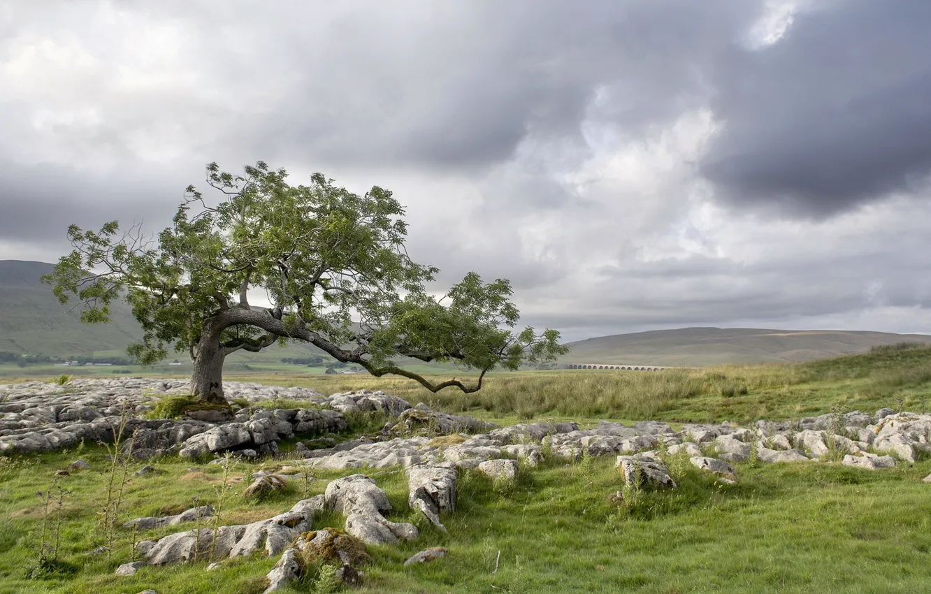 Photo wallpaper field, trees, landscape, stones