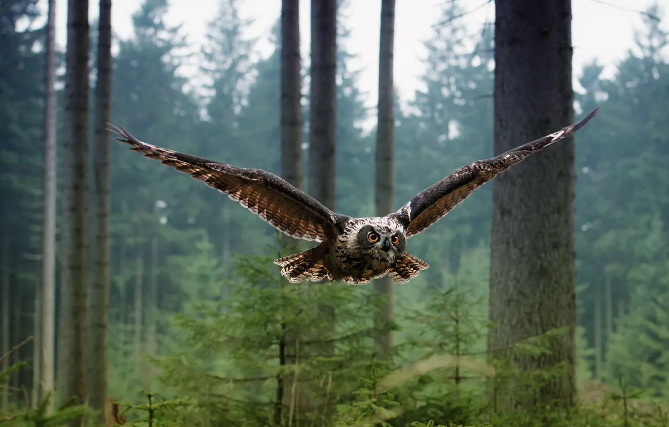 Photo wallpaper forest, owl, bird, flight