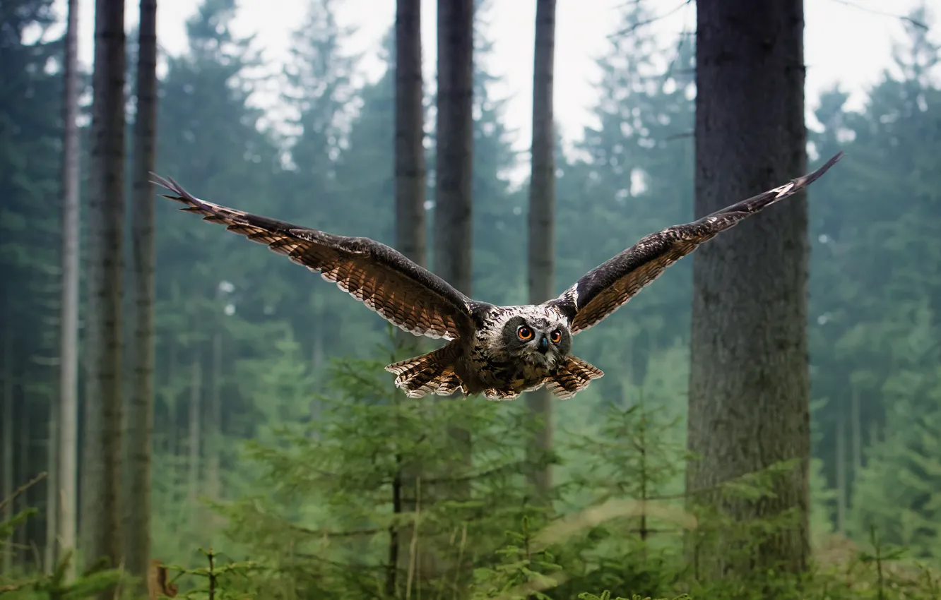 Photo wallpaper forest, flight, owl, bird