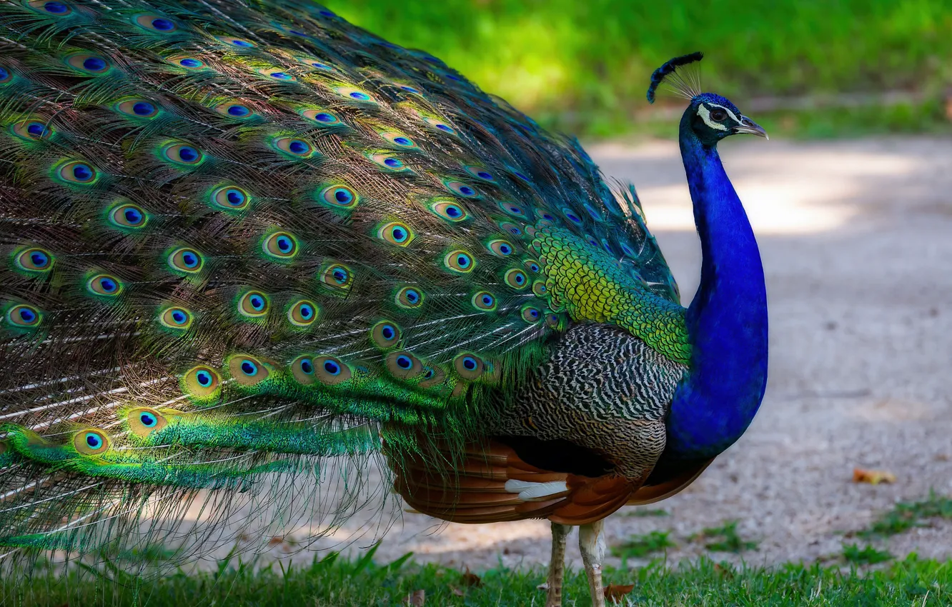 Photo wallpaper nature, bird, tail, peacock, luxury