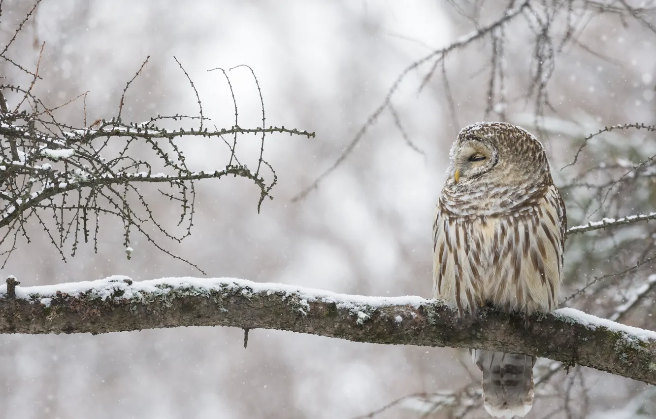 Photo wallpaper winter, owl, bird, branch, Canada