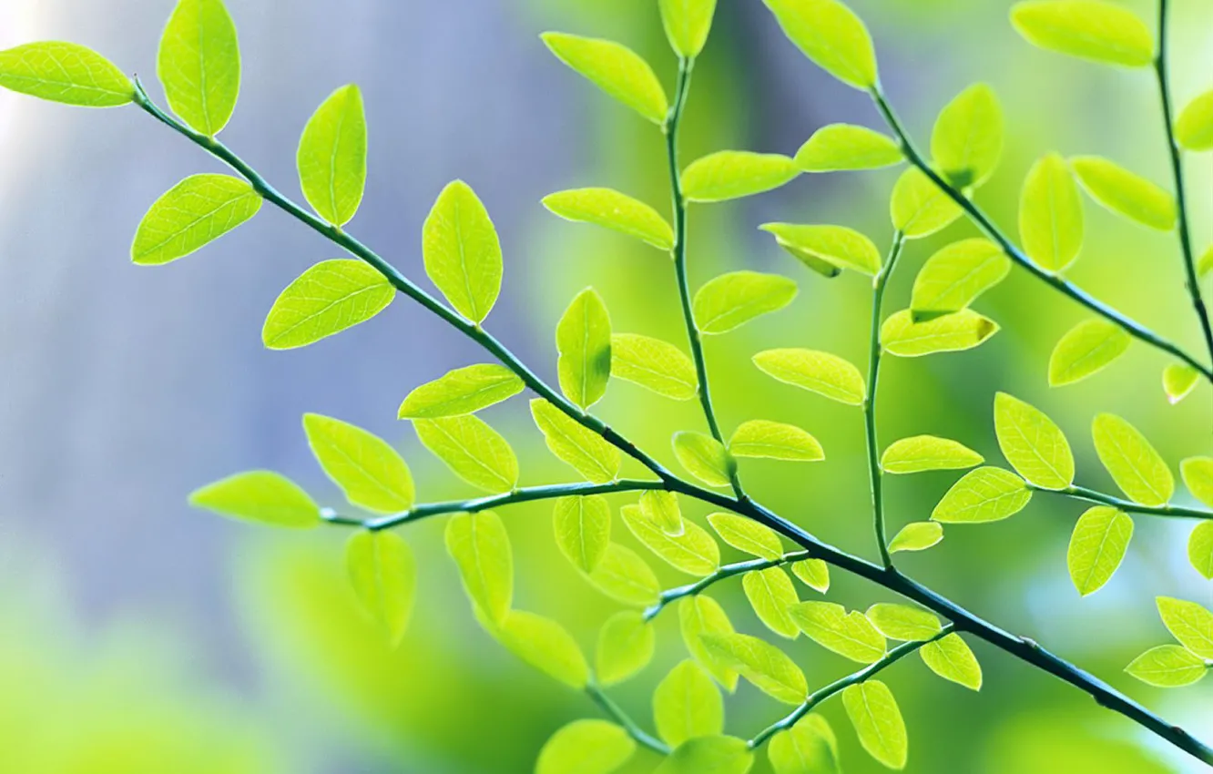 Photo wallpaper leaves, green, Branch