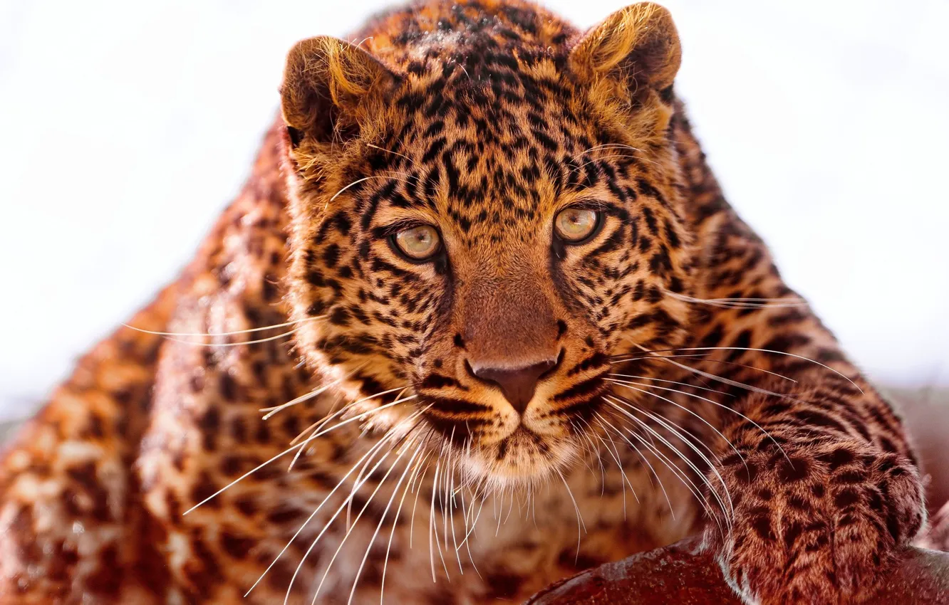 Photo wallpaper look, face, predator, Jaguar