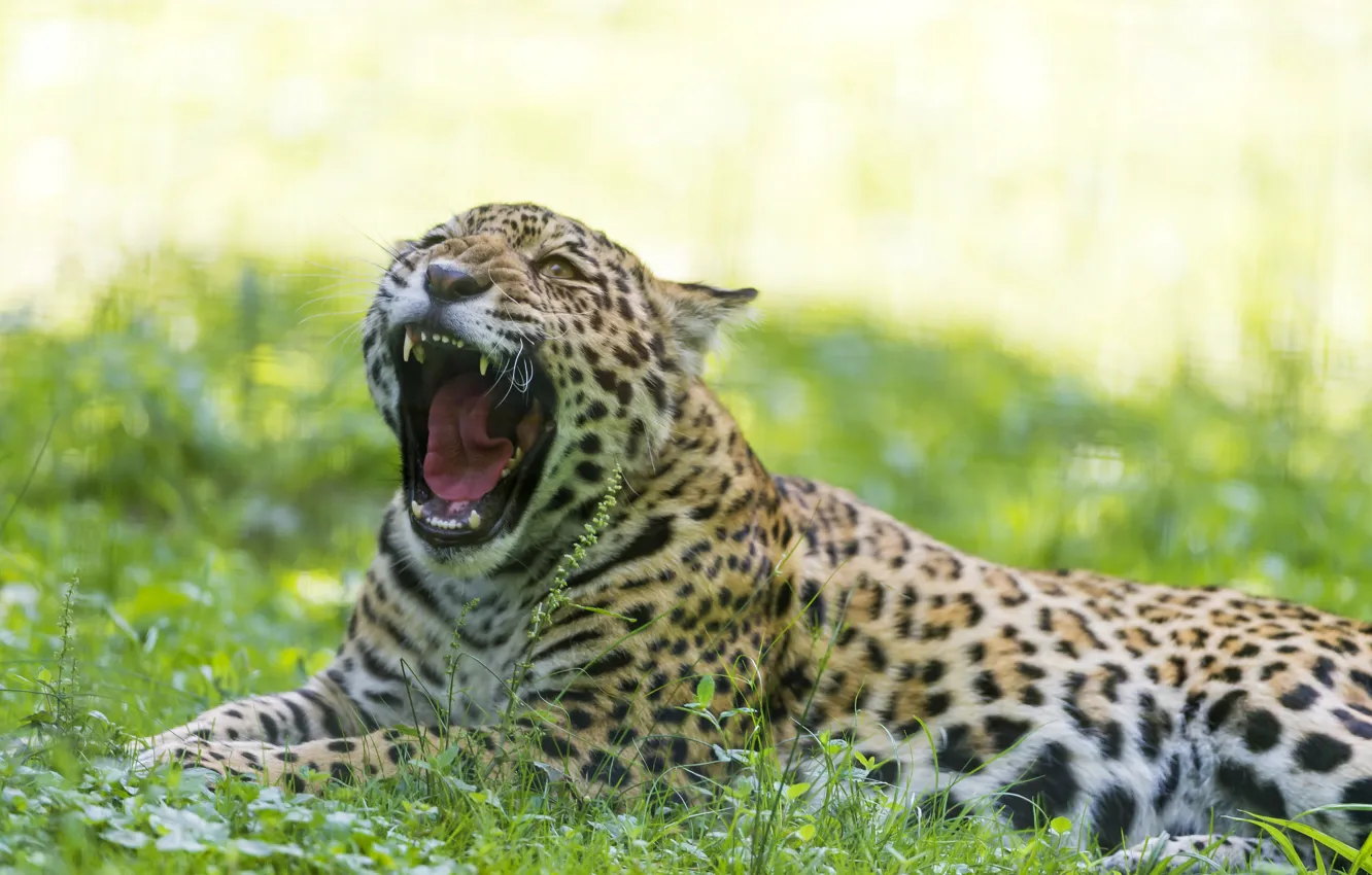 Photo wallpaper cat, grass, mouth, Jaguar, yawns, ©Tambako The Jaguar