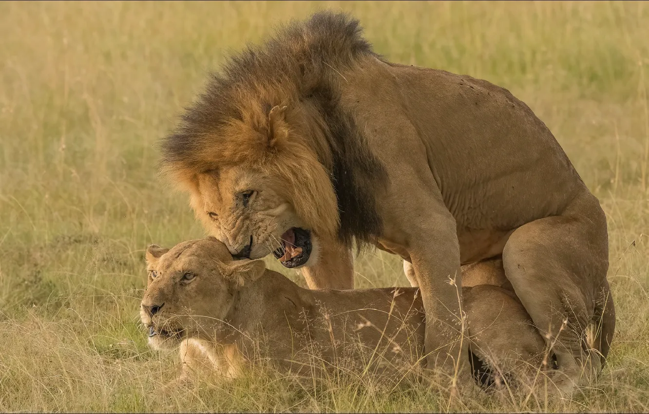 Photo wallpaper That's life, two, erotic games, Se Lya Vi, lion, animals, situations, emotions